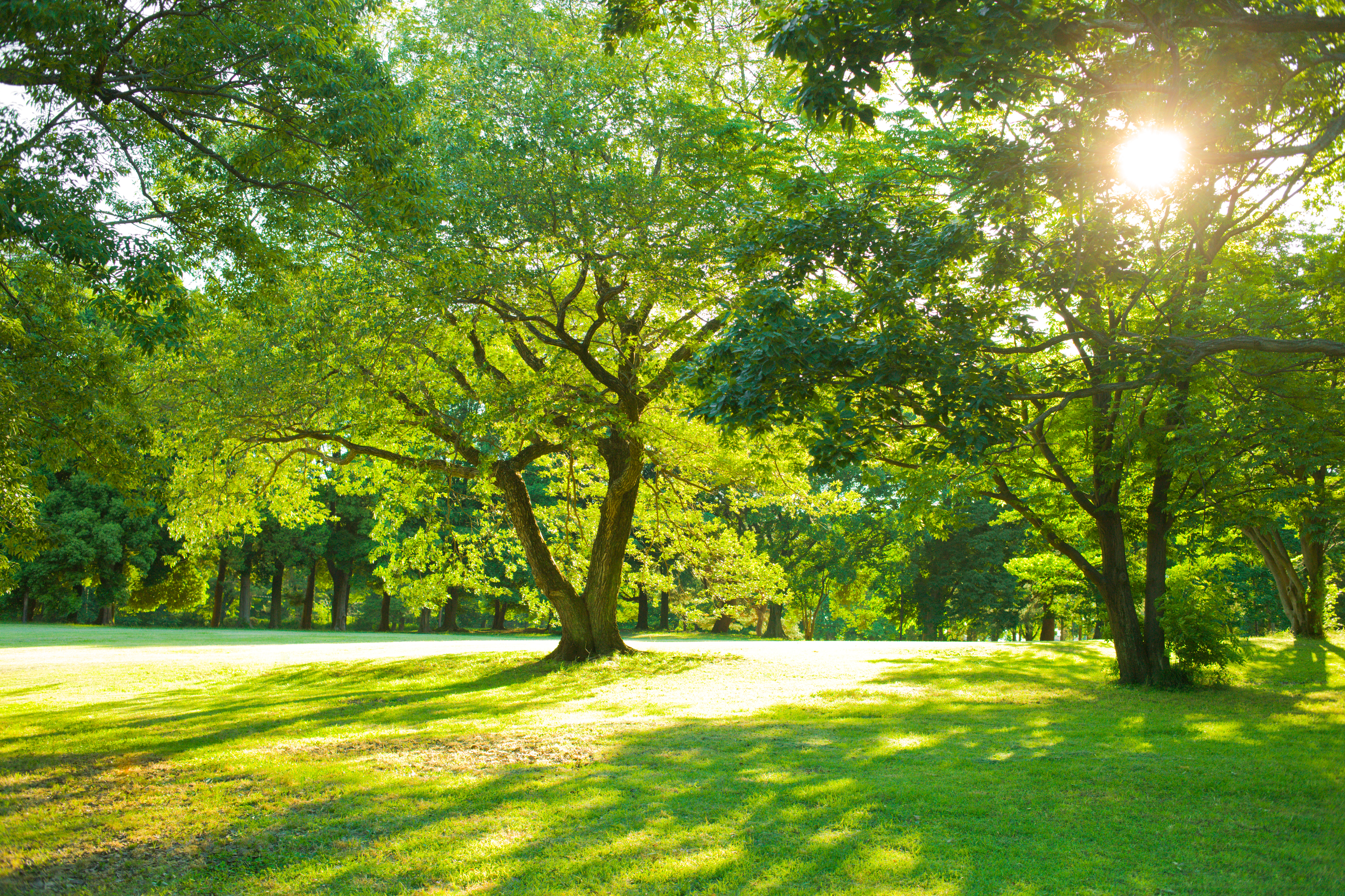 beautiful park scene with trees